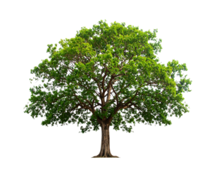 Tree of Life Isolated on White Background