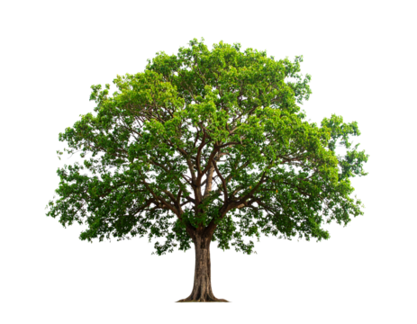 Tree of Life Isolated on White Background