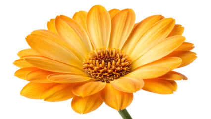 golden yellow or orange flower in bloom beautiful single head bright vibrant petals detailed stamen pistil pollen macro delicate natural beauty isolated fresh botanical elegant decorative isolated on