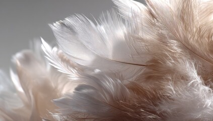 Obraz premium Close-up of soft, light beige and white feathers
