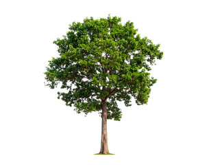 Obraz premium Tropical Rainforest Tree Isolated on White Background