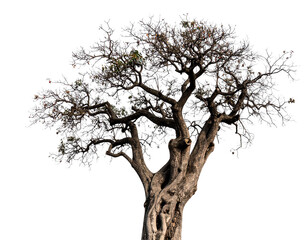 Obraz premium Twisted Tree Isolated on White Background