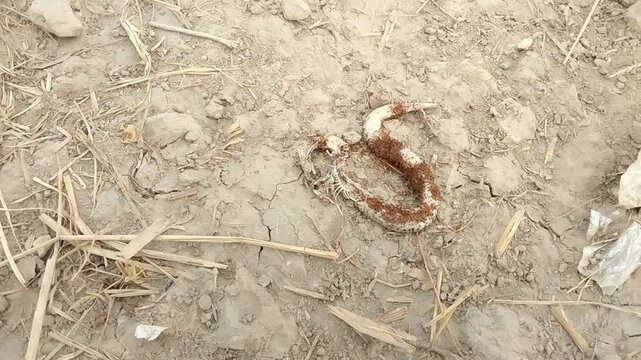 Dead snake being eaten by ants on dry soil - natural decomposition, wildlife ecosystem, and decay process

