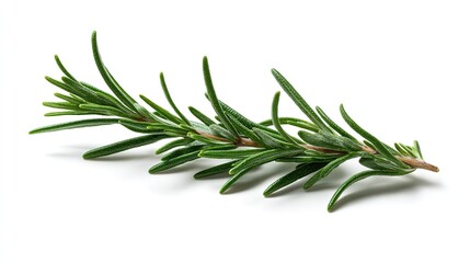 Fototapeta premium Single sprig of fresh green rosemary with needle - like leaves on pure white background, emphasizing natural botanical features
