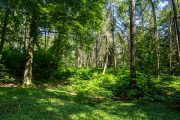 Farn auf dem Kleinen Zschirnstein in der Sächsischen Schweiz