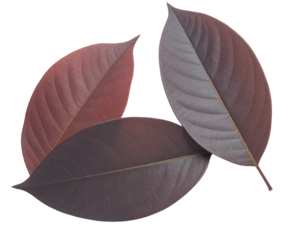 Sunlit red leaves glow vividly, isolated against a clean white background, capturing nature’s vibrant autumn beauty. Their rich hues and delicate veins highlight seasonal change, evoking warmth, tranq