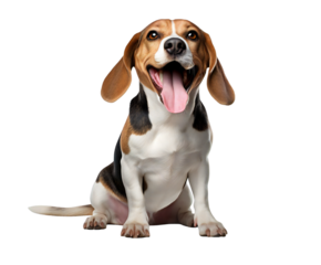 Adorable beagle dog with expressive face, tongue out and happy expression sitting on transparent background