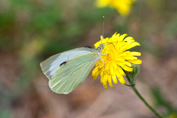 Yellow cabbage butterfly on a dandelion. Pieris brassicae