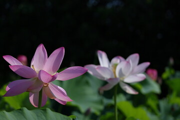 Obraz premium 神聖な花