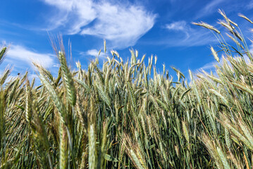 Rye field during windy day in Mazowsze region of Poland