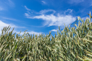 Naklejka premium Rye field during windy day in Mazowsze region of Poland