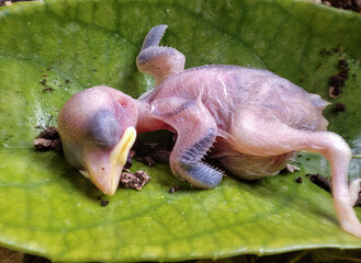 Baby bird fallen from nest dead on top of a leaf.
