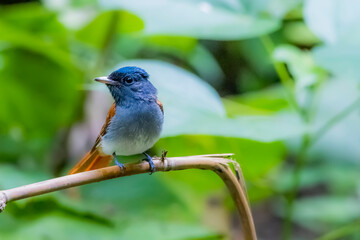 Asian Paradise Flycatcher in nature