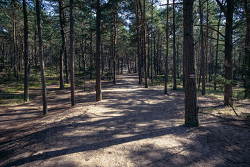 Forest path to Stilo Lighthouse on Mierzeja Sarbska landscape nature reserve in the area of the...