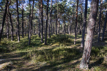 Obraz premium Forest on the way from Stilo lighthouse to beach in Sarbsko Spit landscape park on the Baltic Sea coast in Poland