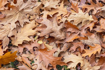 Pile of felled oak tree leaves in Mokotow Field park in Warsaw, Poland