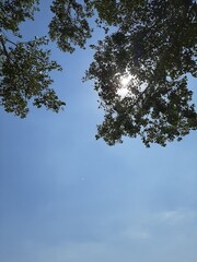 Grüne Zweige vor blauem Himmel im Gegenlicht