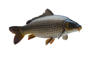 Freshwater Fish A Detailed Studio Shot of a Common Carp