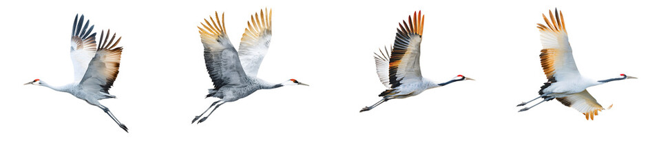 Fototapeta premium Sandhill Crane in Flight: Four Isolated Poses
