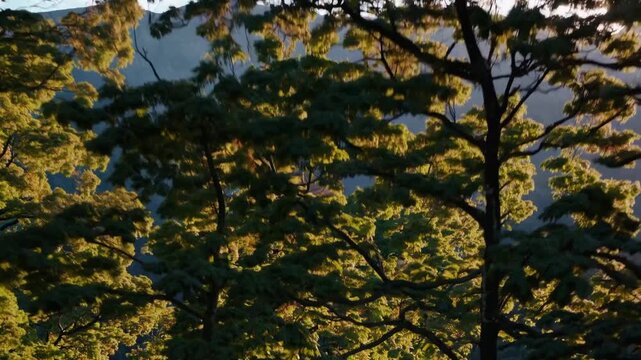 Peaceful Serenity of Asu Forest Scenery Majestic Mountain Panorama for Tranquil Projects and Marketing Materials.