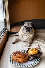 Pug Dog Looking at Sweet Pastries. Pet Nutrition and the Question of Dogs and Sugar