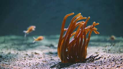 Delicate Swaying Sea Anemone on Sandy Seabed Stunning Marine Life Closeup, Ideal for Ocean Conservation Campaigns, Invoking a Sense of Wonder and Tranquility.