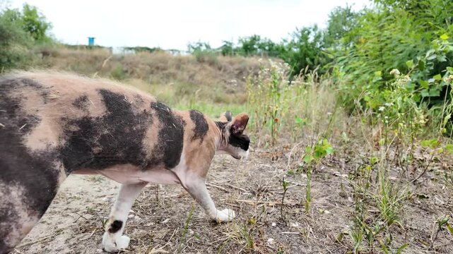 bald cat. Close-up of a sphinx cat walking down the street. Funny grey bald cat. multi-colored bald cat. slow motion video 4k. a sphinx cat sits on the edge of