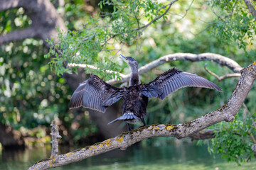 Great cormorant perched on a branch, Veleka river