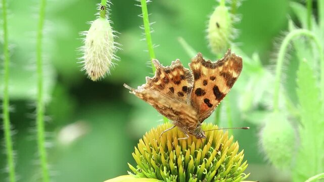 Comma butterfly showing it&rsquo;s long tongue feeding on the nectar of a yellow coneflower.