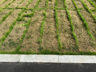Rolled lawn or Sod turf. Last year's lawn in detail: withering and breakthrough of new life. Texture of dried roll grass and young shoots breaking through at boundaries of layers.