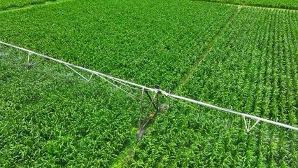 Bird's eye drone view of center pivot irrigation spraying water over vast green farmland, enhancing crop growth and conserving water with precision farming techniques.
