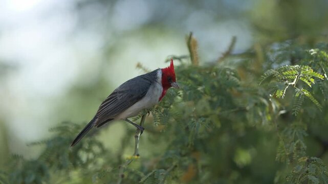 Distinctive Red Crested Cardinal sits on twig among tree canopy foliage