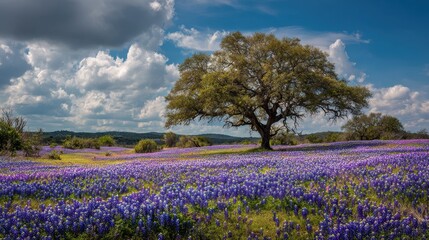 Texas Pasture in the Beautiful Bluebonnet Bloom of Texas Hill Country
