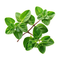 Fresh Whole Oregano Sprigs, Expertly Captured with Focused Lighting and Isolated on a Transparent Background, Showcasing Natural Textures