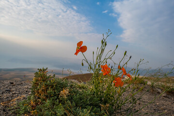 Papaver lateritium is a wild plant that grows naturally at altitudes above 2000 meters in the Nemrut Crater Lake in Bitlis.