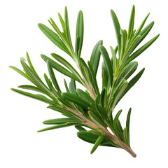 Fresh Whole Rosemary Sprigs, Expertly Captured with Focused Lighting and Isolated on a Transparent Background, Showcasing Textured Needles and Stems