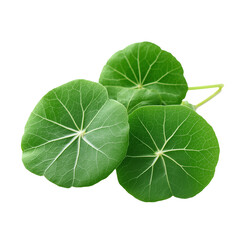 Vibrant Green Thankuni Leaves, Individually Captured with Focused Lighting and Isolated on a Transparent Background, Showcasing Intricate Vein Details and Natural Texture