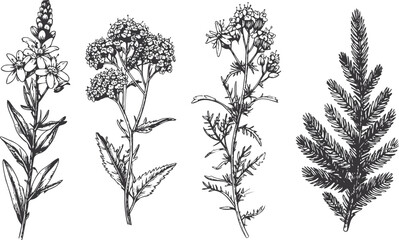 Wildflower and Fern Plants, Hand-Drawn Engraving Set