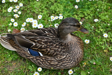 duck in the grass