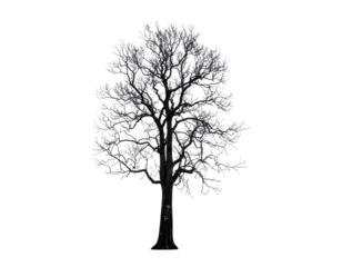 Burned Tree Isolated on White