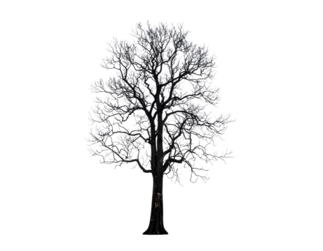 Burned Tree Isolated on White