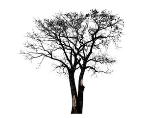 Fototapeta premium Chopped Tree Isolated on White