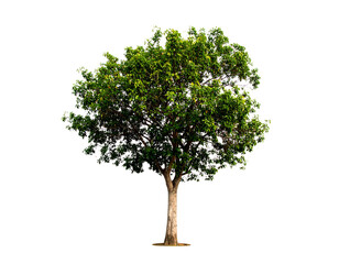 Obraz premium Desert Acacia Tree Isolated on White