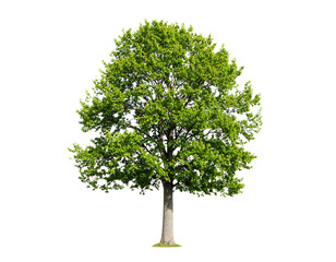 European Beech Tree Isolated on White