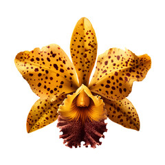 Spotted Yellow Cattleya Orchid Isolated on Black Background – Tropical Exotic Flower