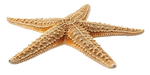  High-resolution studio image of a starfish with five arms extended, rough textured surface and tube feet shown in fine detail, evenly lit top-down, isolated on white with no background.