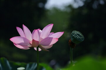 神聖な花