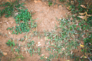 Delicate Wildflowers Wilting Under Harsh Sunlight During Dry Season. Close-Up of Drought-Stressed Blooms in Barren Landscape. Flowers Resilient in Arid Climate – Nature's Strength in Dry Weather
