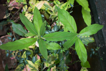 Fresh Green Leaves in Natural Light. Eco-Friendly Nature Background for Environmental Themes. Lush Green Foliage Closeup. Sustainable Plant Life and Clean Earth Concept Photography. Natural Green Leaf