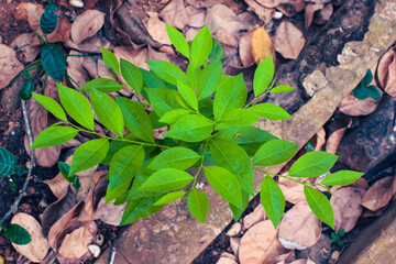 Fresh Green Leaves in Natural Light. Eco-Friendly Nature Background for Environmental Themes. Lush Green Foliage Closeup. Sustainable Plant Life and Clean Earth Concept Photography. Natural Green Leaf